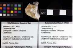 Foto (Objket + Etiketten) von Culmenformosa sp. 